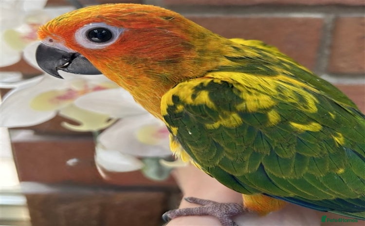Conures birds - Advert 1