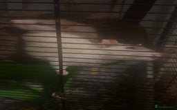 Rat rodents for sale: 2 rats looking for new home  - Image 6