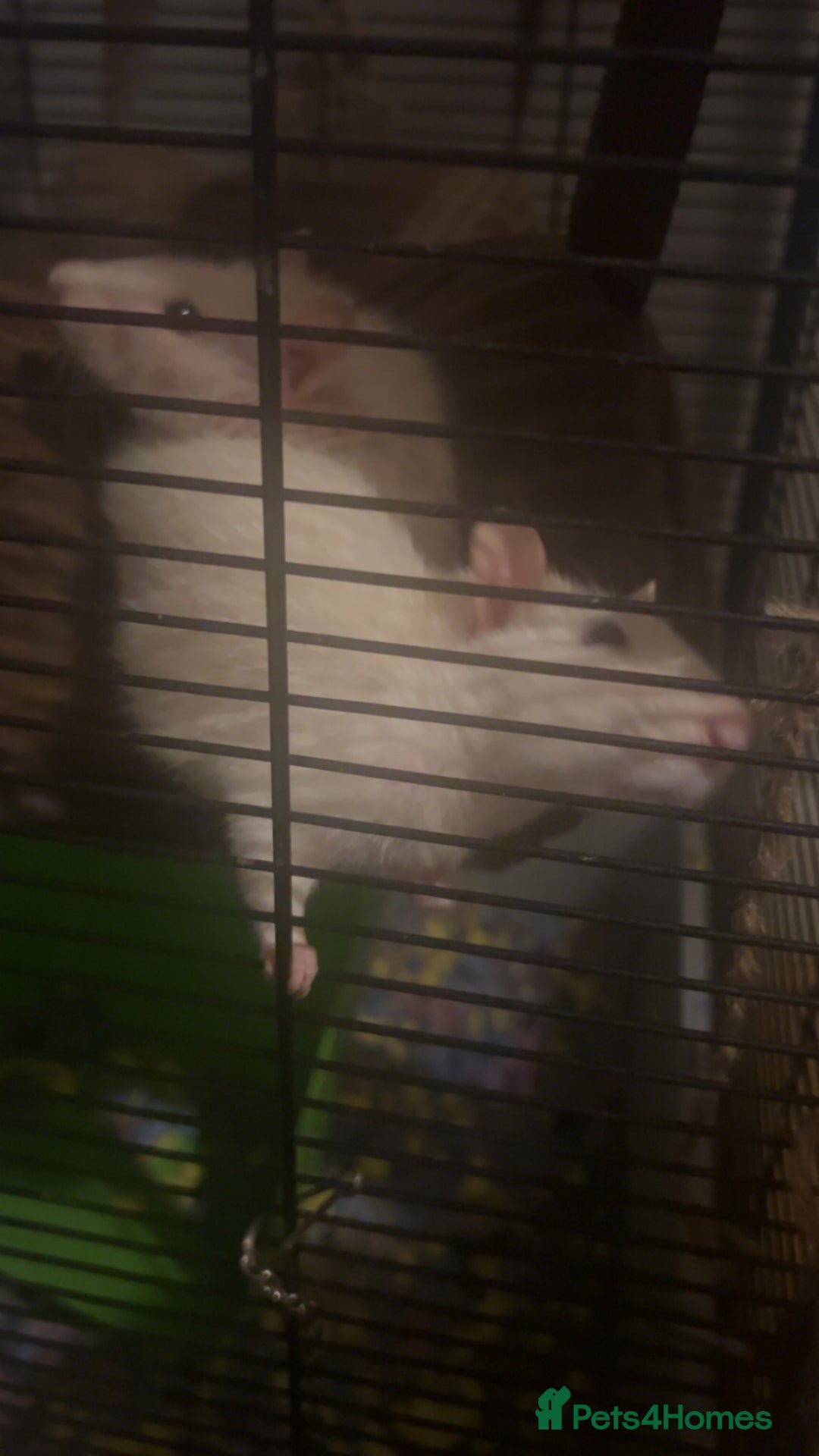 Rat rodents for sale: 2 rats looking for new home  - Image 6