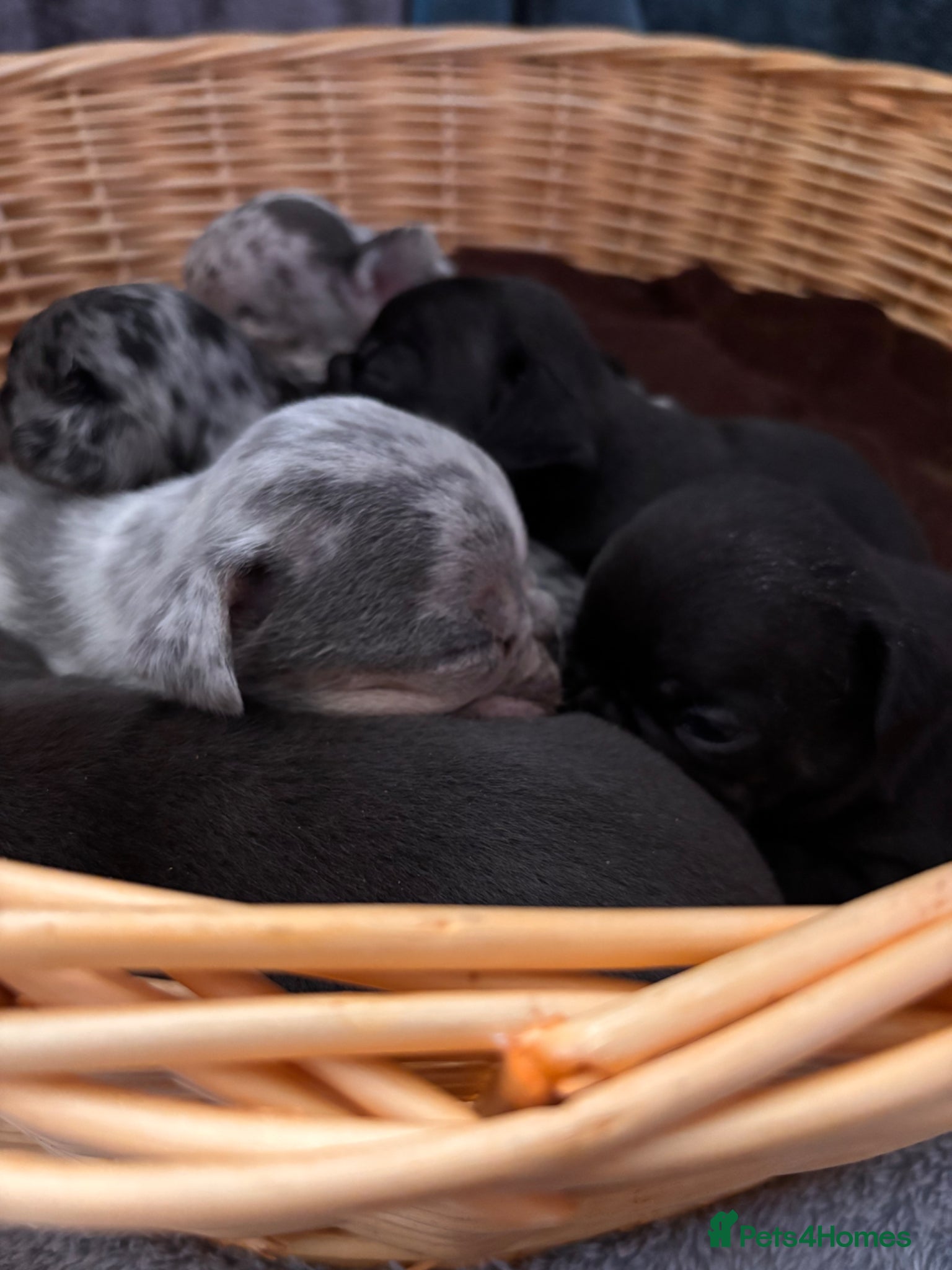 French Bulldog dogs 5 beautiful French Bulldog puppies  - Advert 1