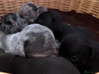 French Bulldog dogs 5 beautiful French Bulldog puppies - Advert 1