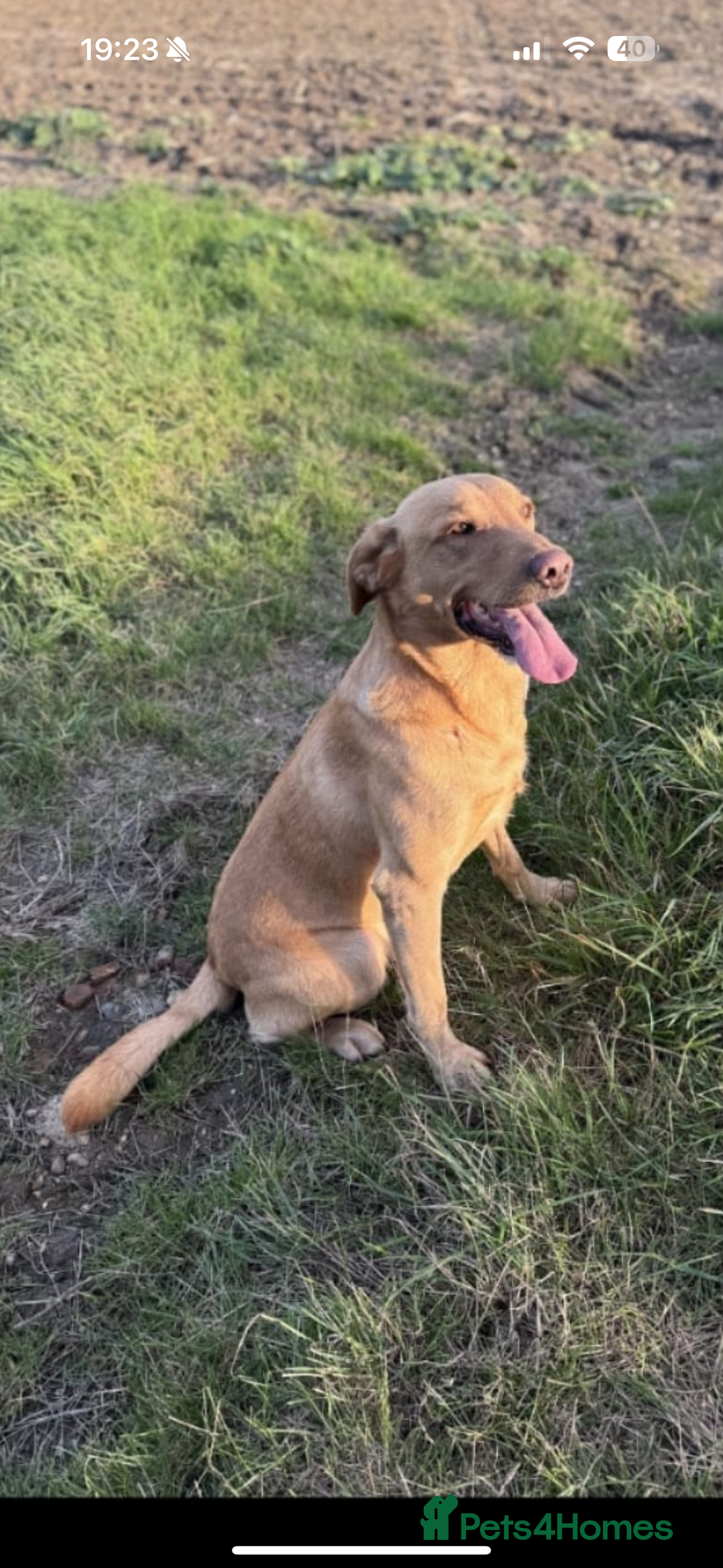 Labrador Retriever dogs for sale: ⭐️5 ADORABLE LABRADOR PUPPIES⭐️ - Advert 18