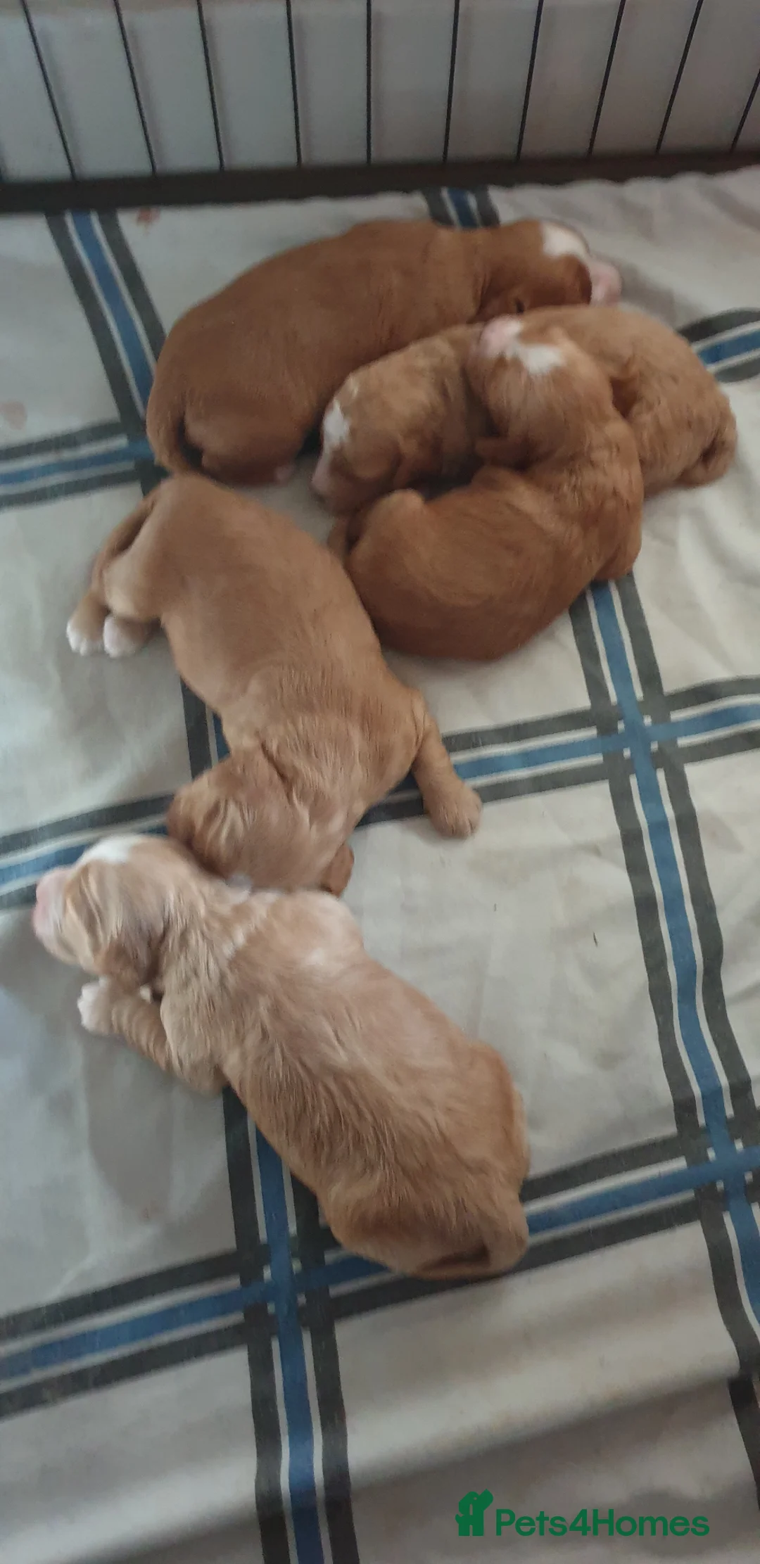Cockapoo dogs for sale: Beautiful family cockerpoo puppies  - Advert 5