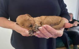 Mini Goldendoodle dogs for sale: 8 Lovingly Raised Miniature Goldendoodles  - Image 16