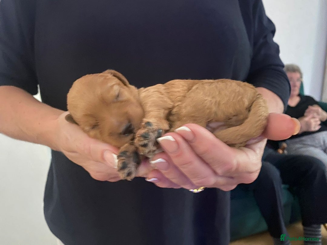 Mini Goldendoodle dogs for sale: 8 Lovingly Raised Miniature Goldendoodles  - Image 16