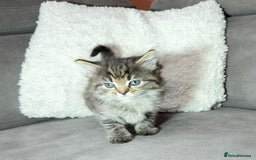 Ragdoll cats for sale: Adorable Ragdoll–Bombay Kittens - Image 4