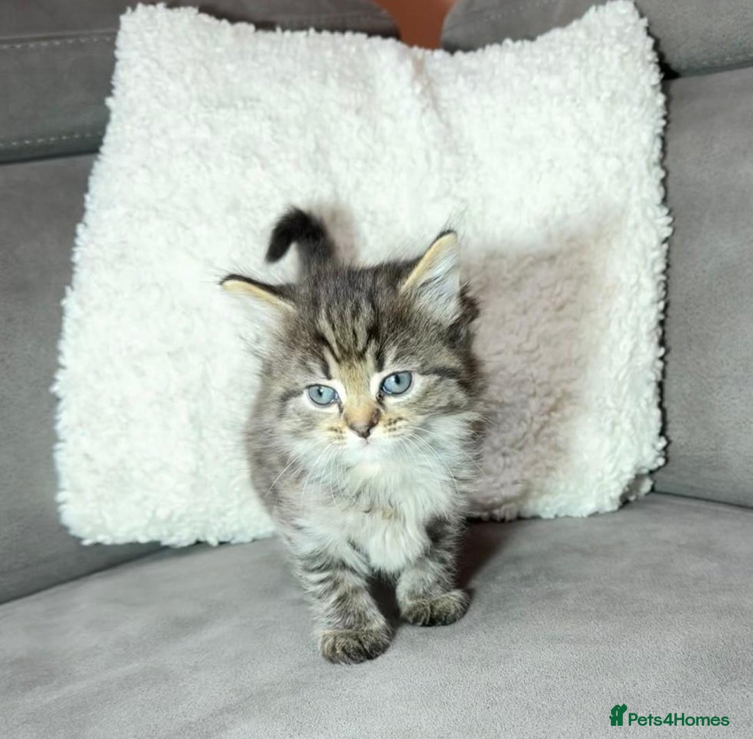 Ragdoll cats for sale: Adorable Ragdoll–Bombay Kittens - Image 4