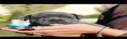 Staffordshire Bull Terrier dogs for sale: Delightful Strong Pure Staffy Bull Terrier Pups  in Doncaster - Advert 15