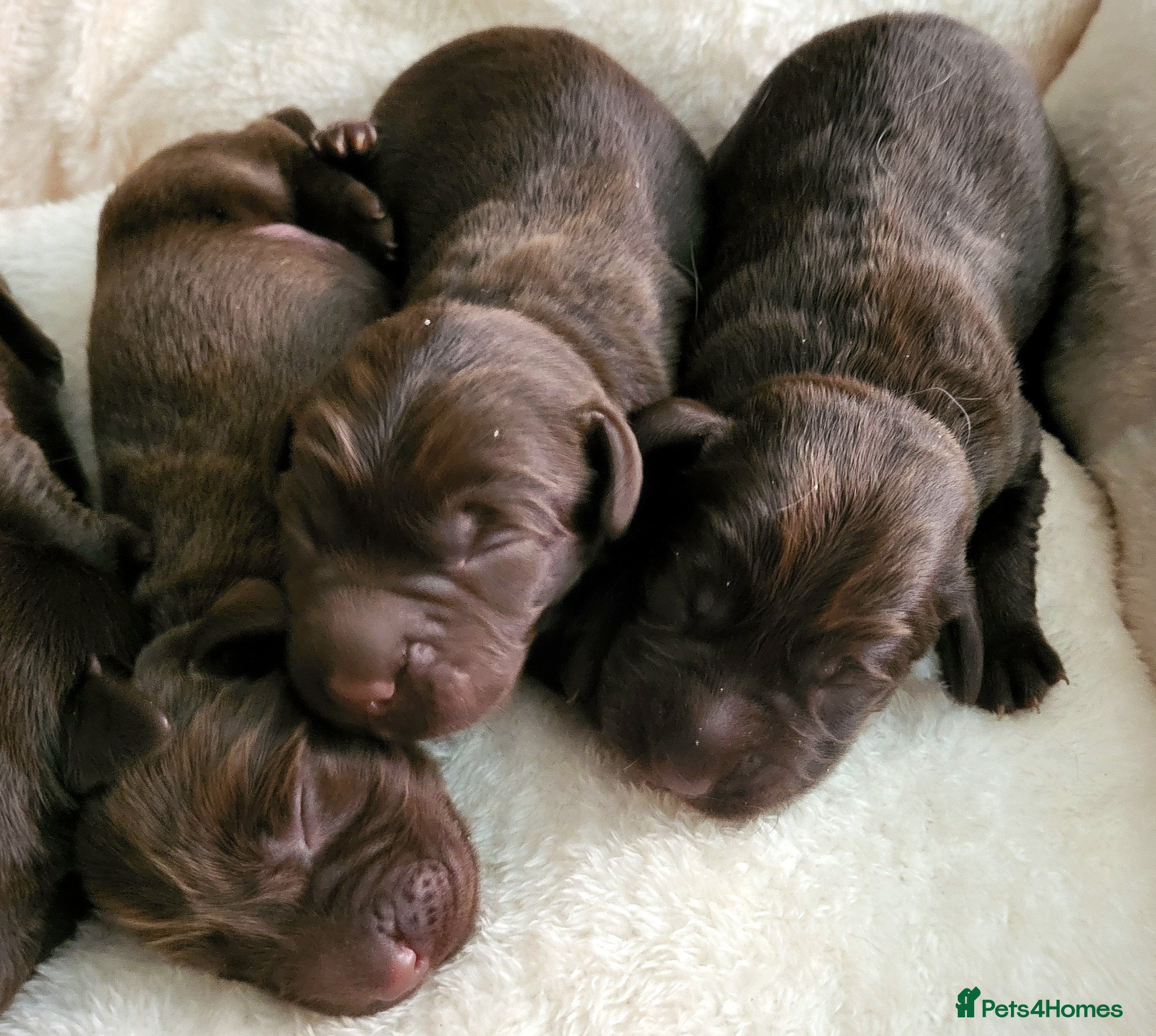 Springador dogs Beautiful Springador Puppies  - Advert 2