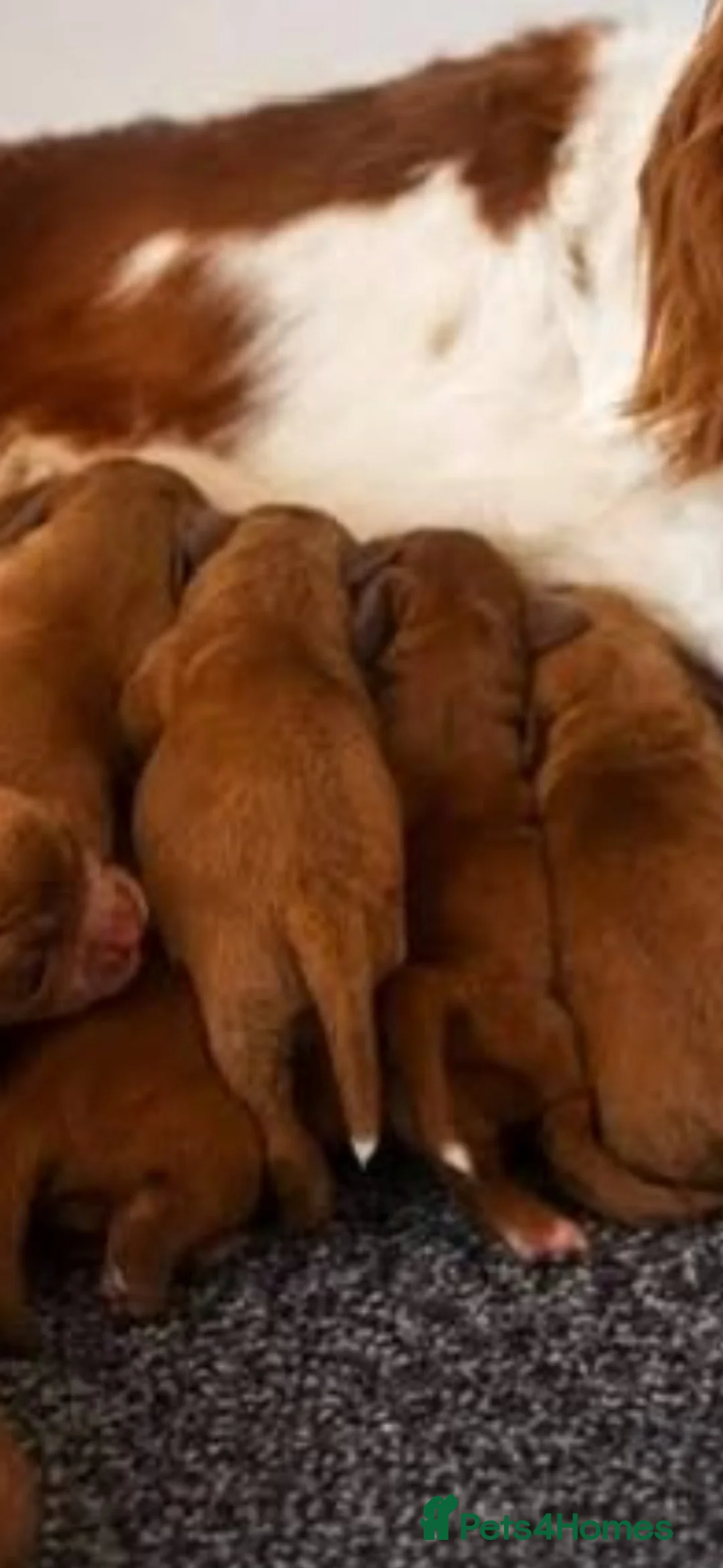 Cavapoo dogs for sale: Ready now f1 Cavapoo puppies (toy poodle) in Wingate - Advert 2