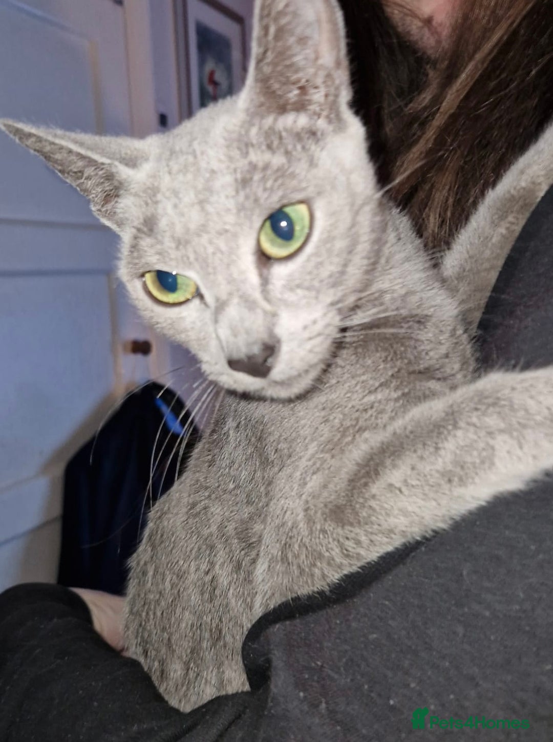 Mixed Breed cats for sale: Half pedigree kittens - Image 7