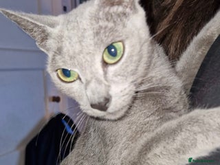 Mixed Breed cats - Advert 31