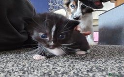 Mixed Breed cats for sale: Kittens - Image 7