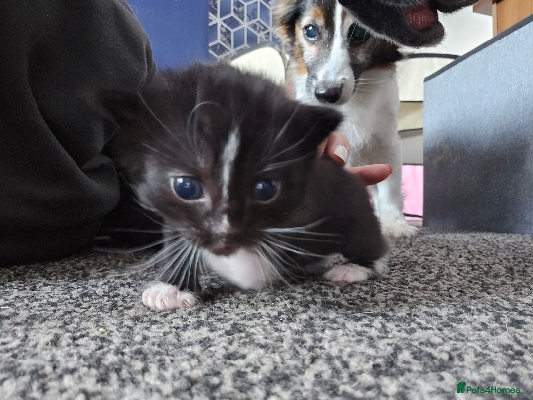 Mixed Breed cats for sale: Kittens - Image 7