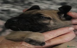 Presa Canario dogs for sale: Presa Canario pups  - Image 10