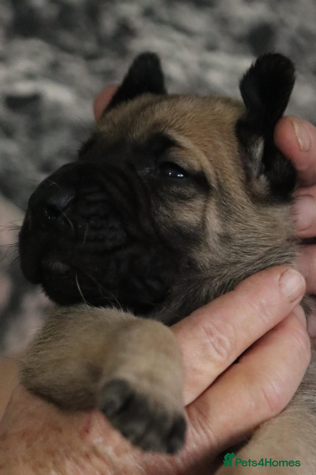 Presa Canario dogs for sale: Presa Canario pups  - Image 10