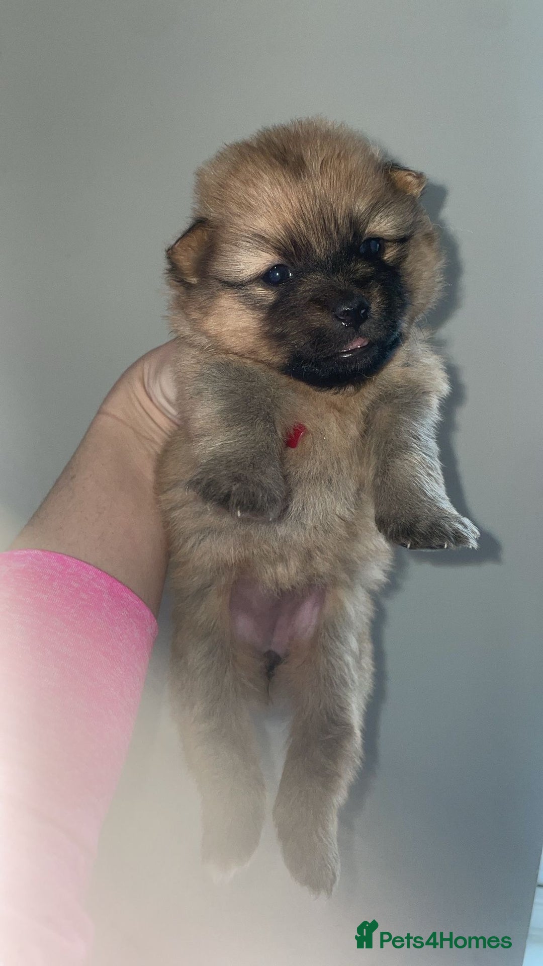 Mixed Breed dogs for sale: Aussie poos  - Advert 5