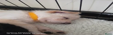 💛 Puppy 6 – Female – 490g – White (Yellow Collar) – 2:15pm