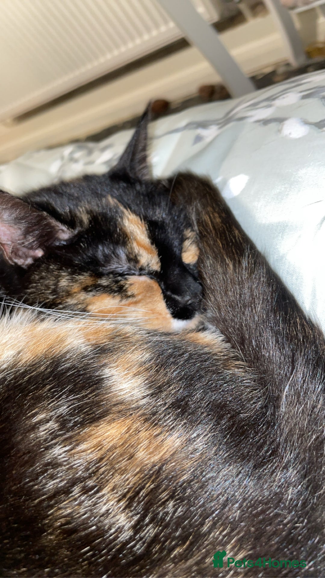 Mixed Breed cats for sale: Male kitten - Advert 4