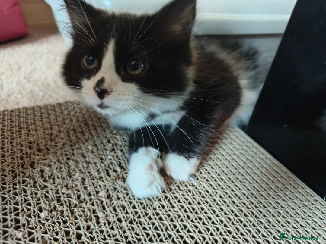 Domestic Shorthair cats for sale: 2 male kittens ready to go - Image 7