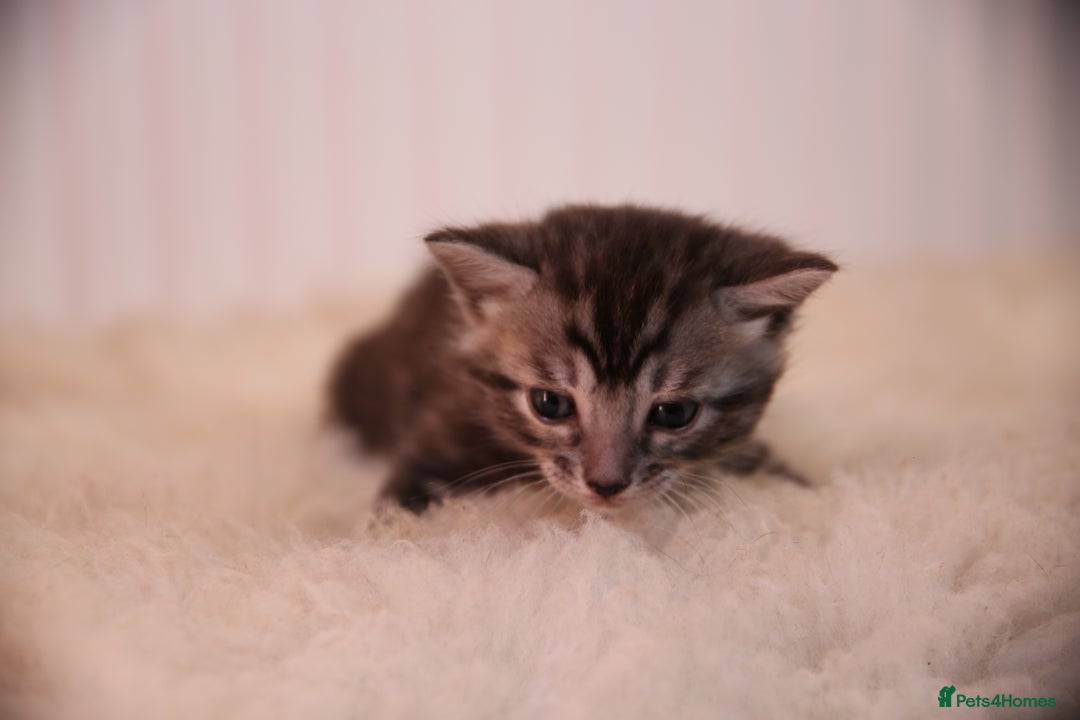 Bengal cats for sale: Adorable Snow / Charcoal Bengal kittens for sale - Advert 11