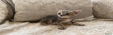 Scottish Fold 4