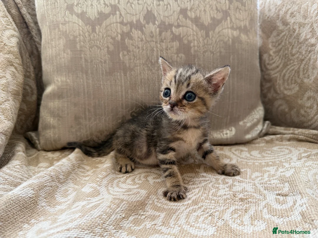 Scottish Fold cats for sale: 4 Scottish fold x Scottish straight  in Northampton - Advert 12