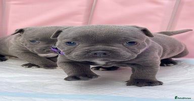 Staffordshire Bull Terrier dogs - Advert 9