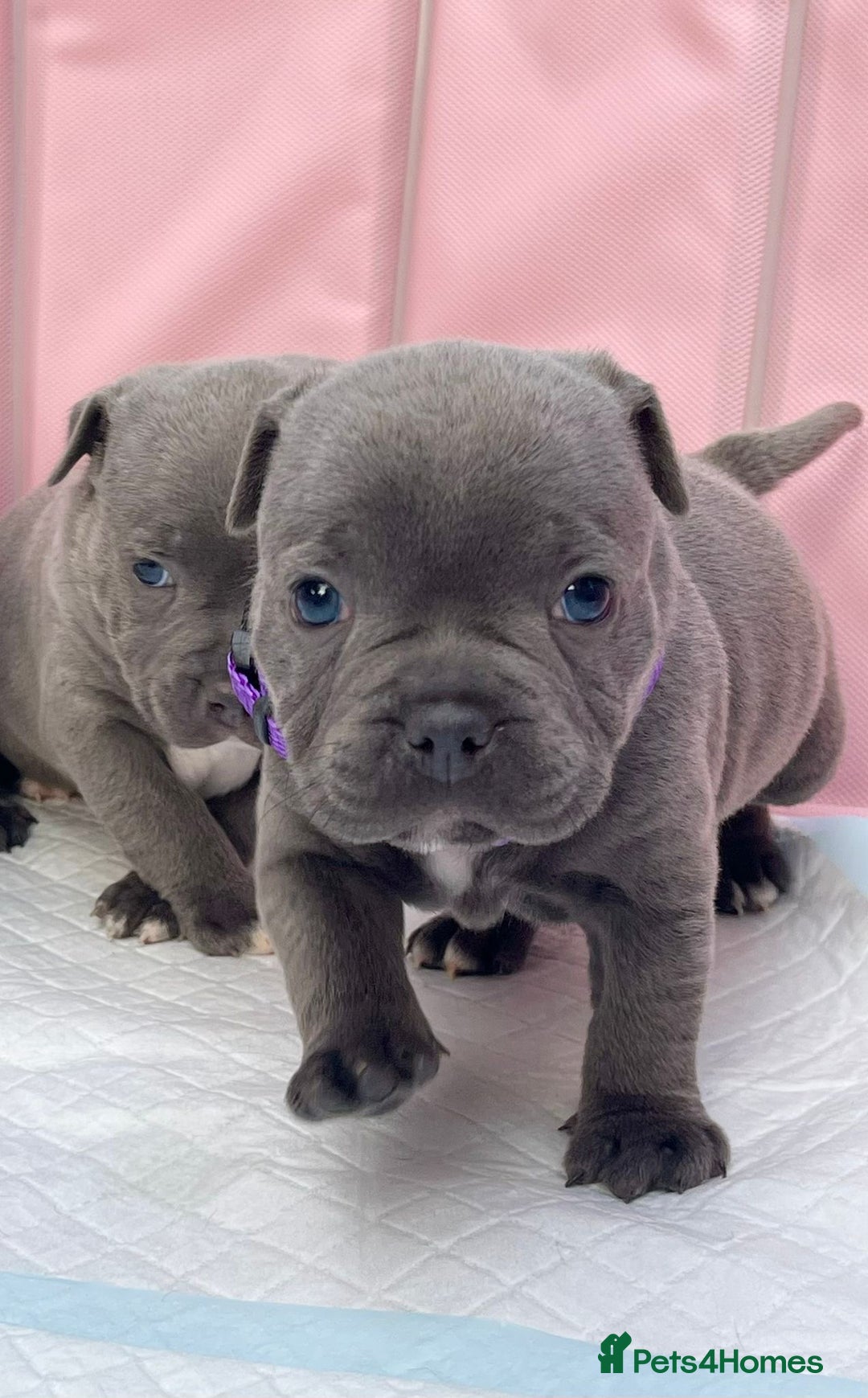 Staffordshire Bull Terrier dogs for sale: SIMPLY STUNNING COI 5.8% - Image 3
