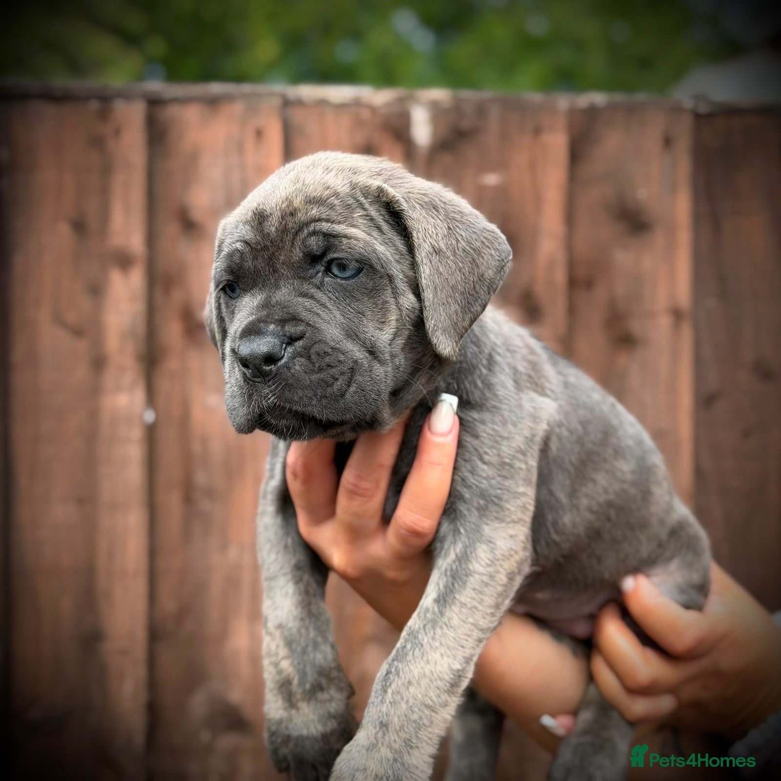Cane Corso dogs 🐾 Balestra Magica Corso – Litter “K” 🐾 - Advert 1