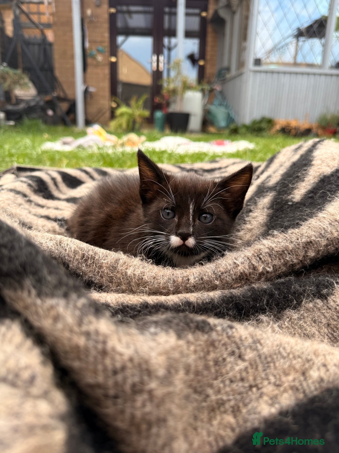 Mixed Breed cats for sale: Three cliffs ready for a new home - Image 6
