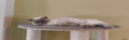 British Shorthair cats for sale: Lilac colourpoint  - Advert 6
