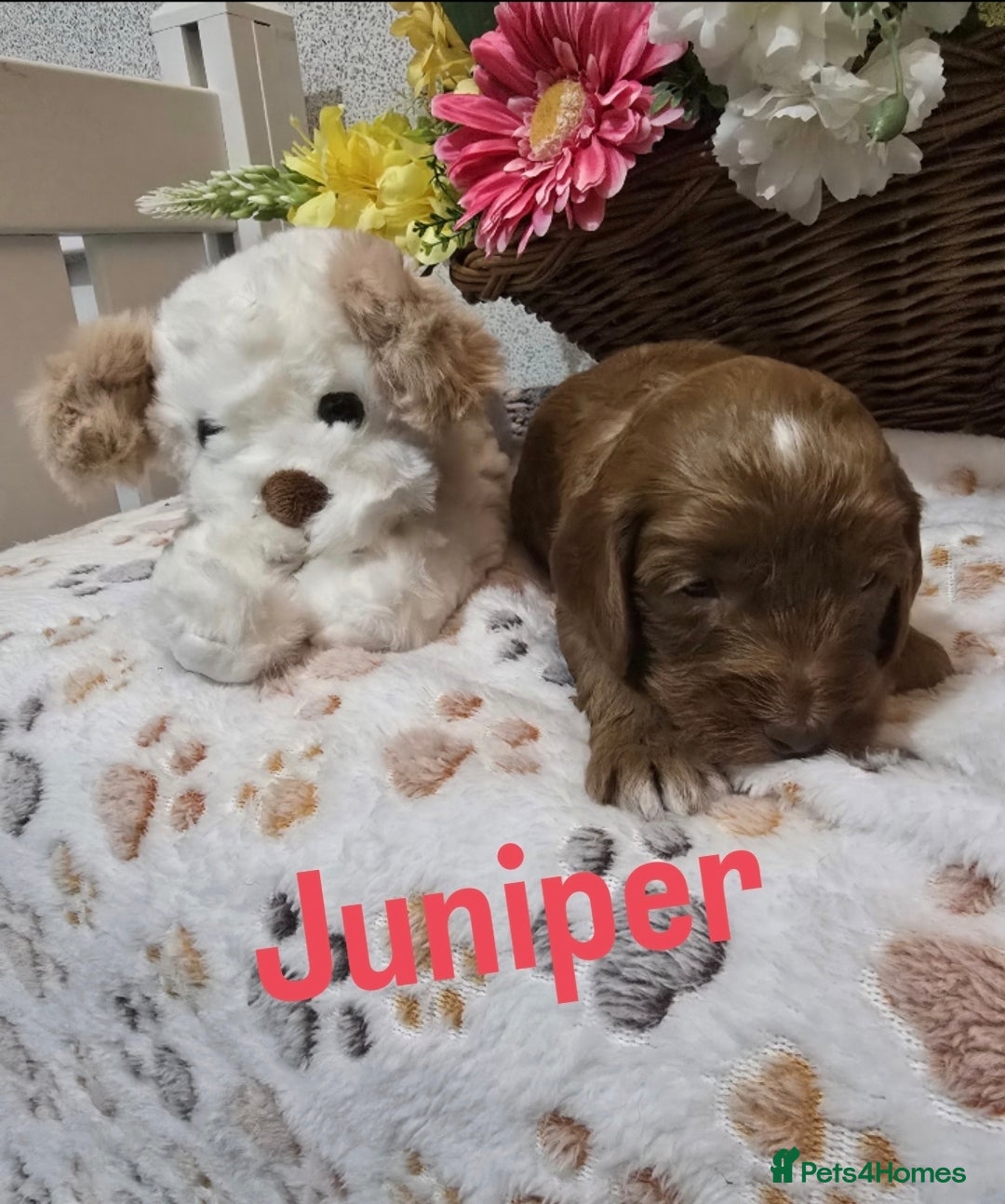 Cockapoo dogs for sale: Health tested cockerpoo F1 pups licensed Breeder  - Advert 4