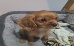 Cavalier King Charles Spaniel dogs for sale: READY NOW 1 male left Cavalier king charles pups - Image 8