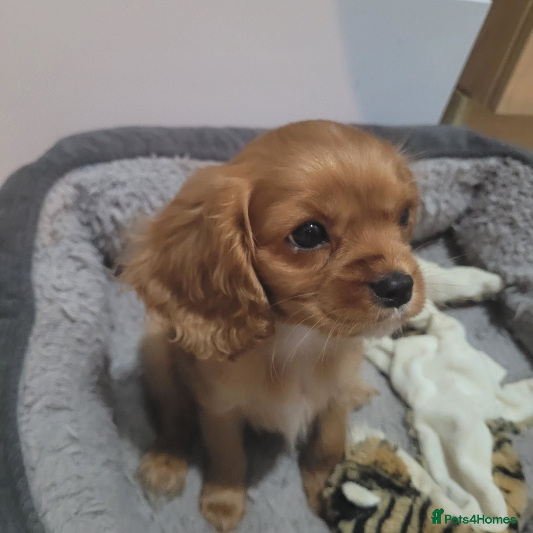 Cavalier King Charles Spaniel dogs for sale: READY NOW 1 male left Cavalier king charles pups - Image 8