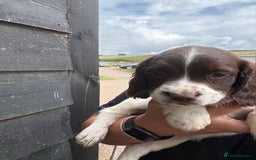English Springer Spaniel dogs for sale: Beautiful pedigree springer spaniels  - Image 19