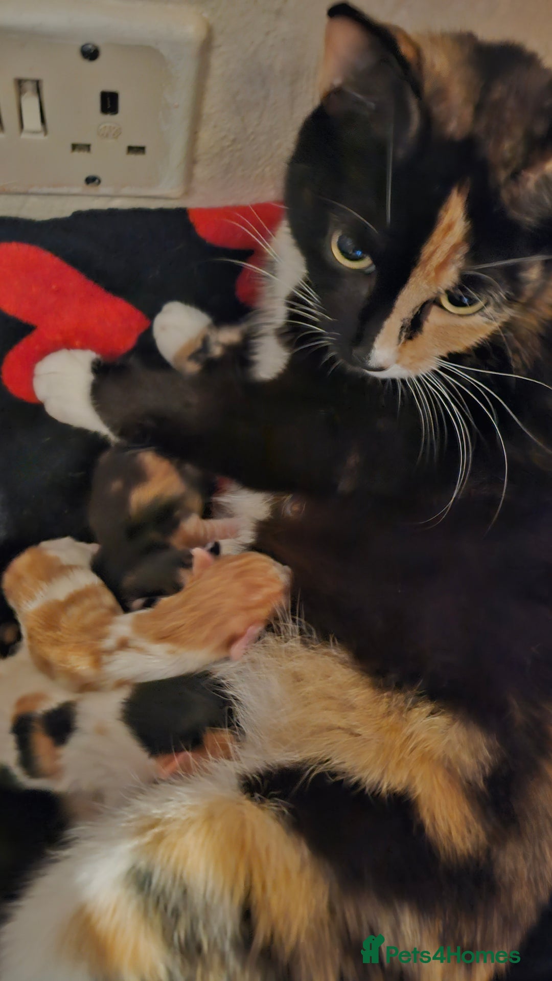 Mixed Breed cats for sale: 8week old kittens  - Advert 1