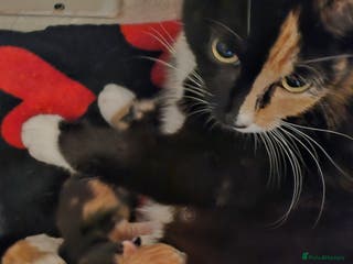 Mixed Breed cats 8week old kittens - Advert 1