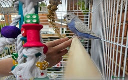 Budgerigars birds for sale: 2x male budgies - Image 3