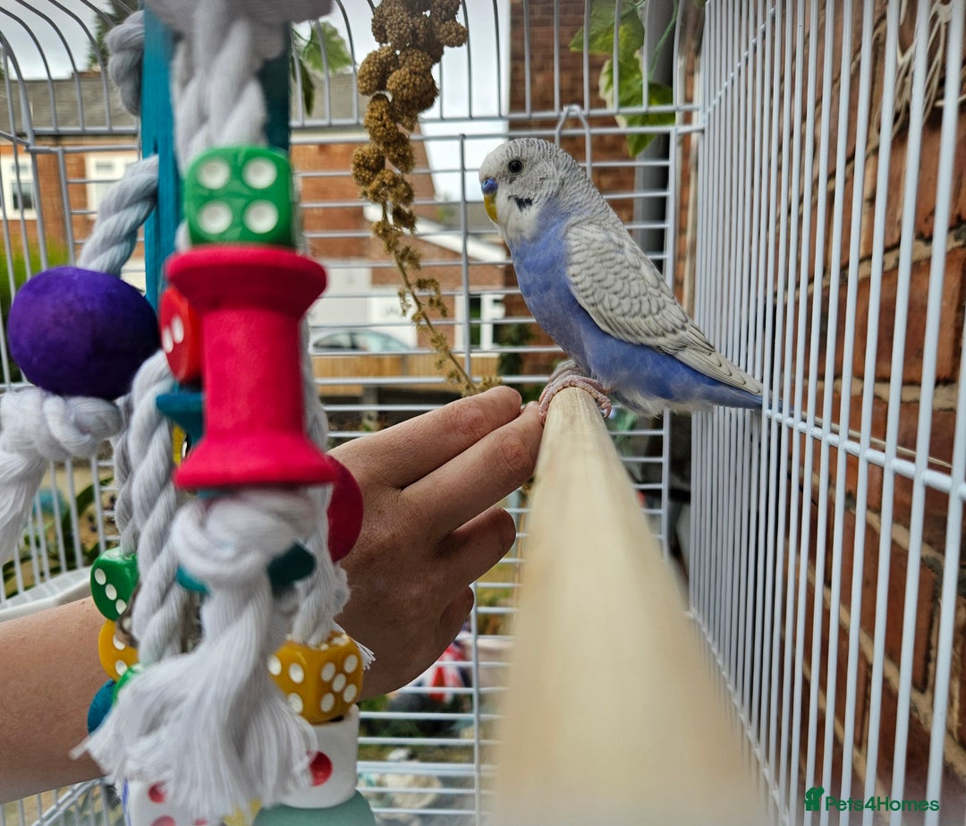 Budgerigars birds for sale: 2x male budgies - Image 3