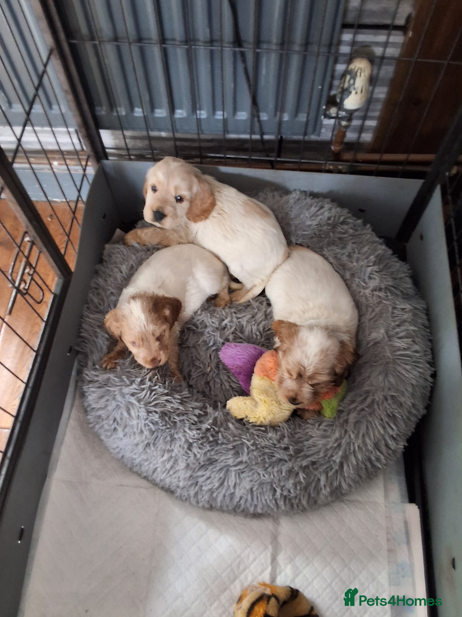 Cocker Spaniel dogs KC registered Show Cocker - Advert 2