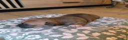 Staffordshire Bull Terrier dogs for sale: Staffordshire bull terier red puppies  - Advert 5