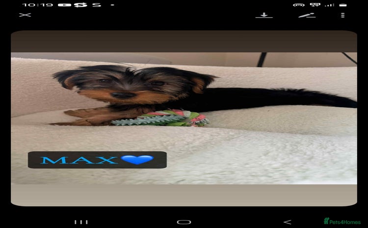 Yorkshire Terrier dogs - Advert 5