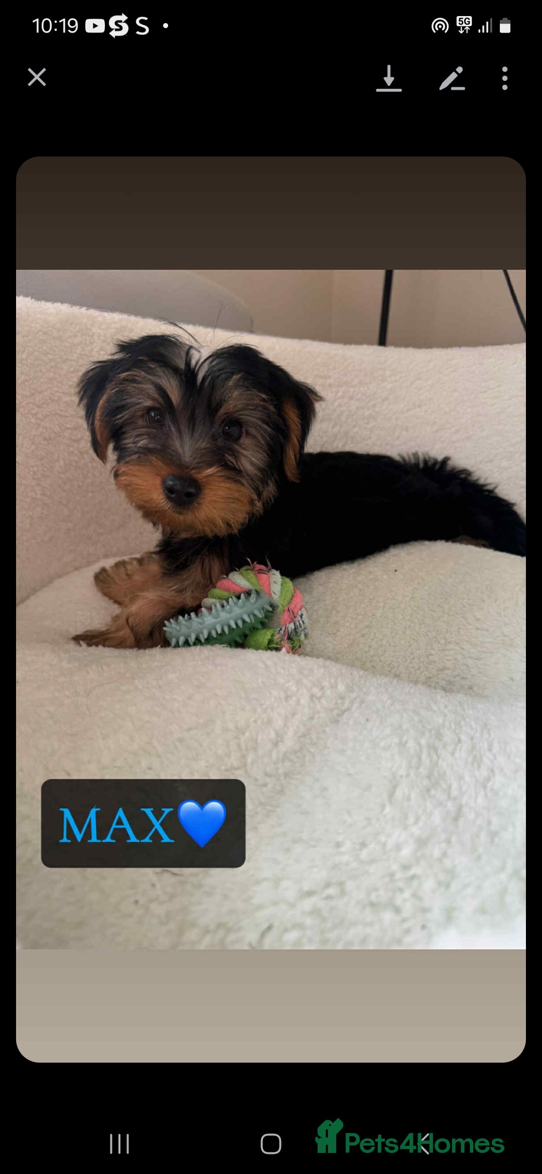 Yorkshire Terrier dogs for sale: Yorkshire Terrier Puppies - Image 1