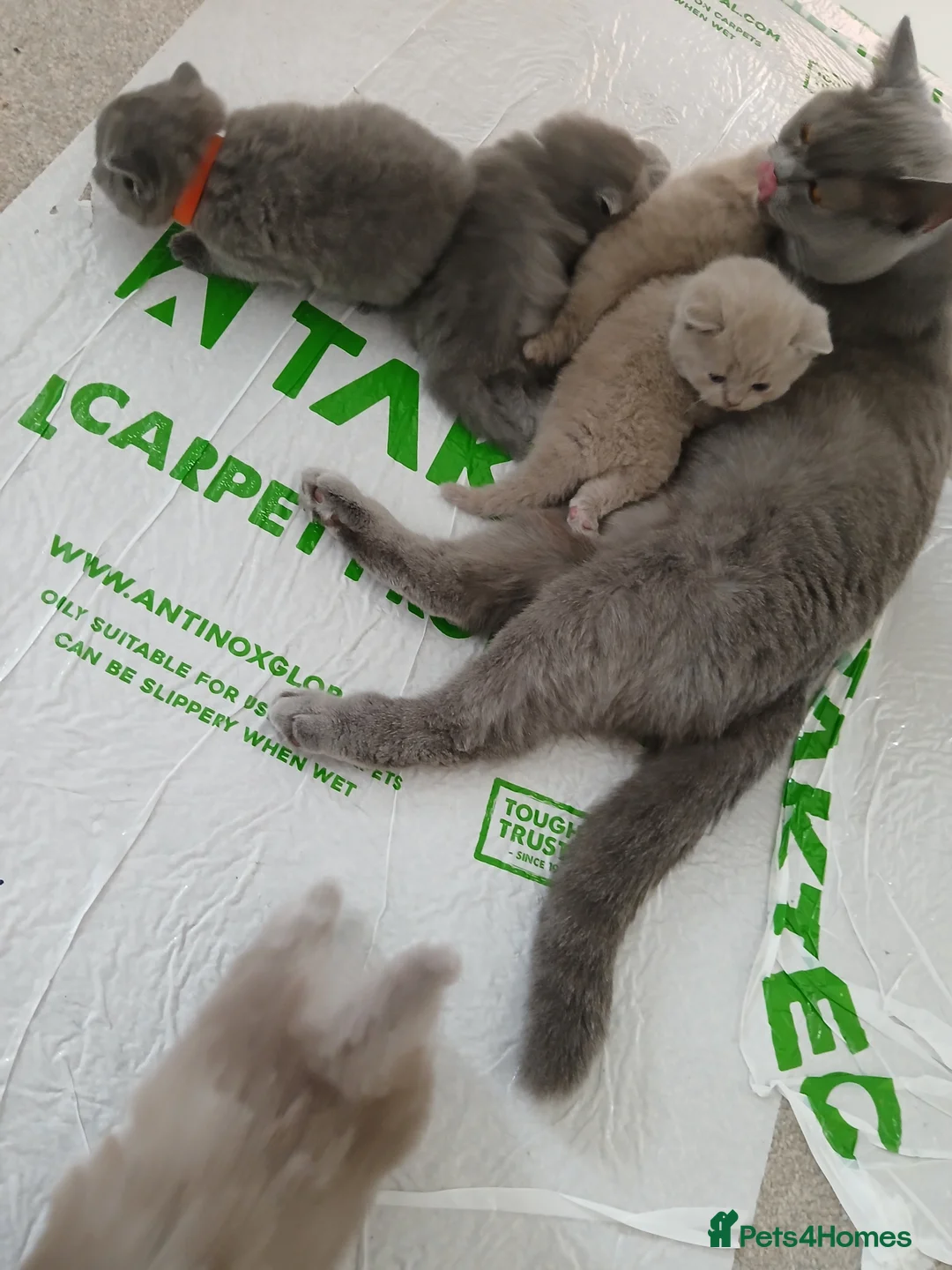 British Shorthair cats for sale: British shorthair kittens  - Advert 13