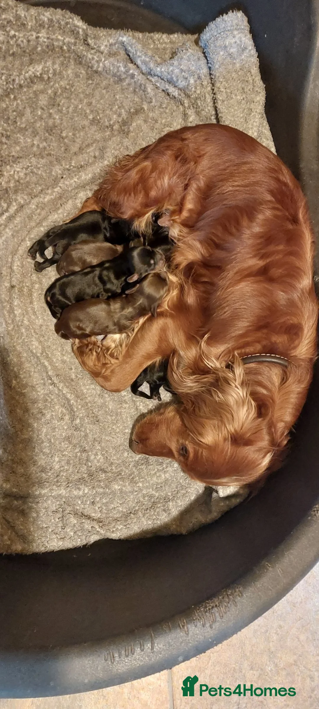Cocker Spaniel dogs for sale: KC reg Working Cocker Spaniel Puppies in Leek - Advert 9