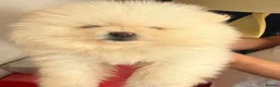 Pomeranian dogs for sale: Gorgeous Pomeranian Puppies in Morecambe - Advert 10