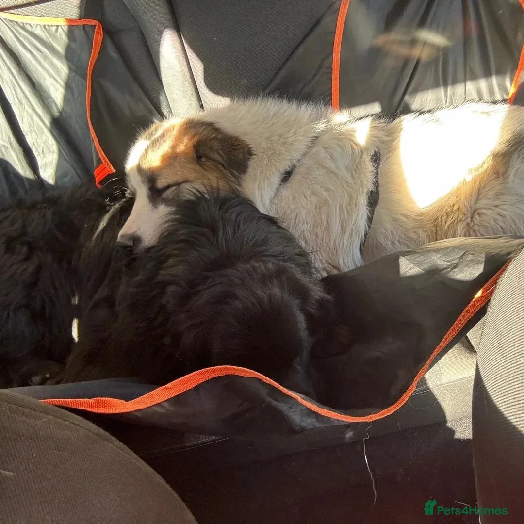 Mixed Breed dogs for adoption: Novie (Collie mix) - Advert 4