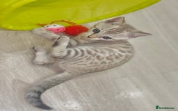 Bengal cats for sale: Young Bengals Males & Females - Image 1