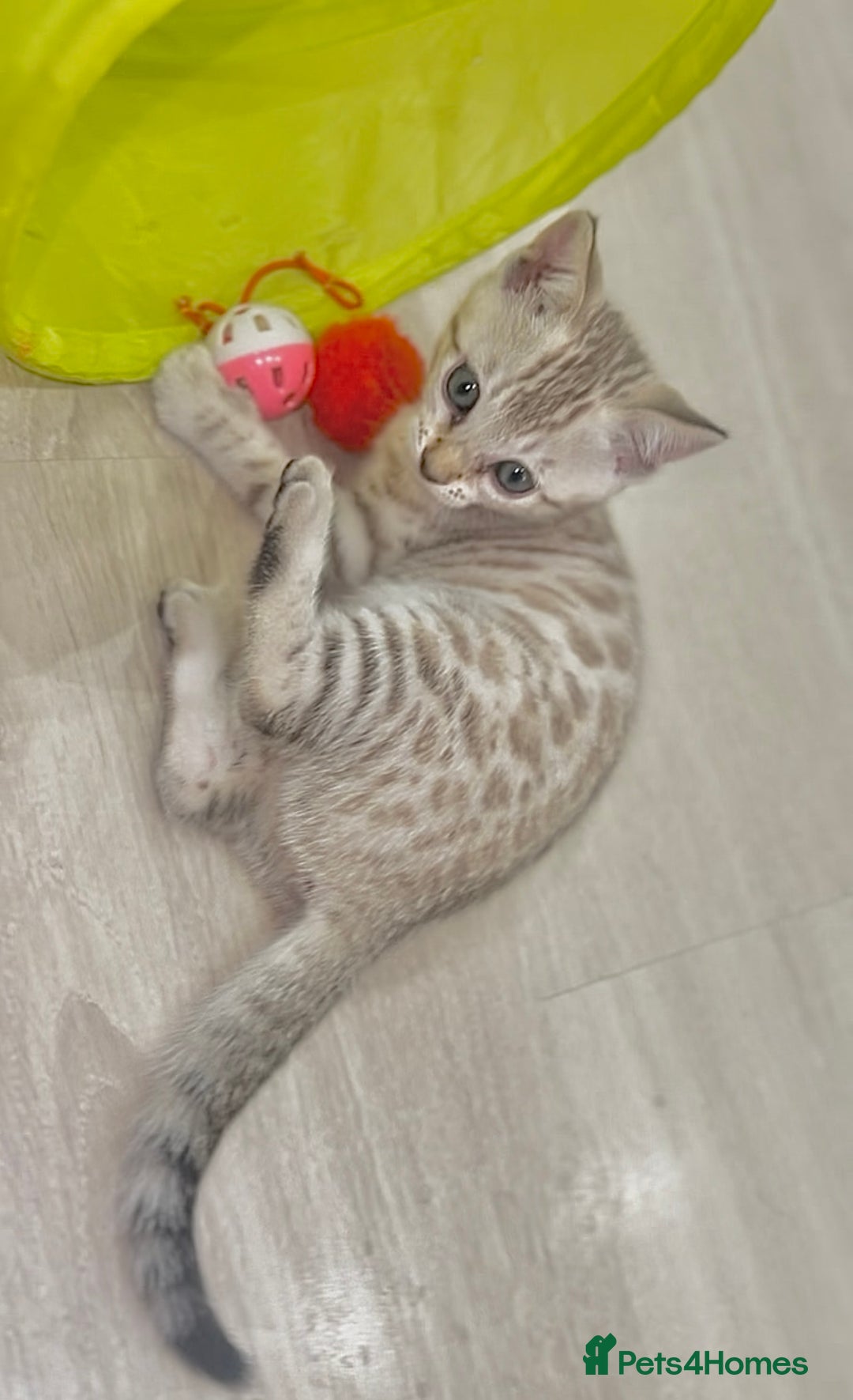 Bengal cats for sale: Young Bengals Males & Females - Image 1